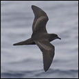 Bulwer's Petrel by Göran Ekström