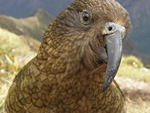 Forumosan avatar