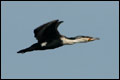 Cormorant