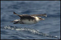 Pomarine Skua