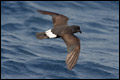 European Storm-petrel
