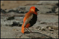 Northern Red Bishop