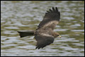 Yellow-billed Black Kite
