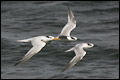 Sandwich and Royal Tern