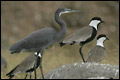 Western Reef and Spur-winged Lapwing
