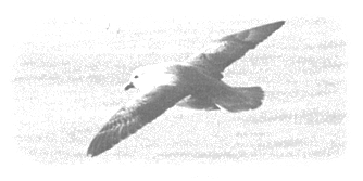 Photo of a Fulmar