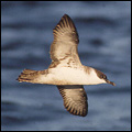 Great Shearwater by Anders Blomdahl